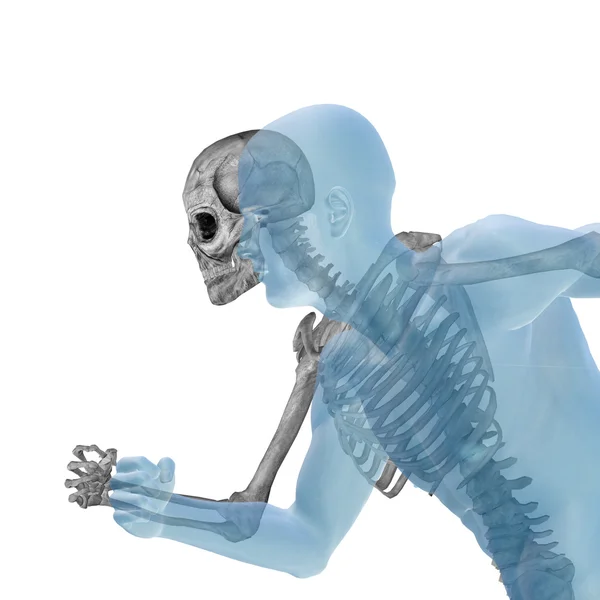 骨と概念的な解剖学 — ストック写真