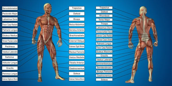 Anatomía del hombre y los músculos cajas de texto —  Fotos de Stock