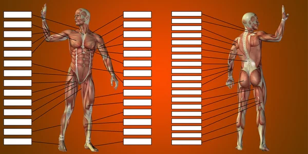 Homem anatomia e músculos caixas de texto — Fotografia de Stock