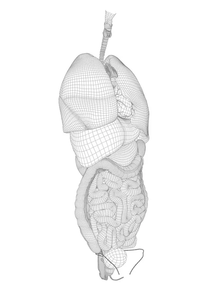 Wireframe mesh digestive system — Stock Photo, Image