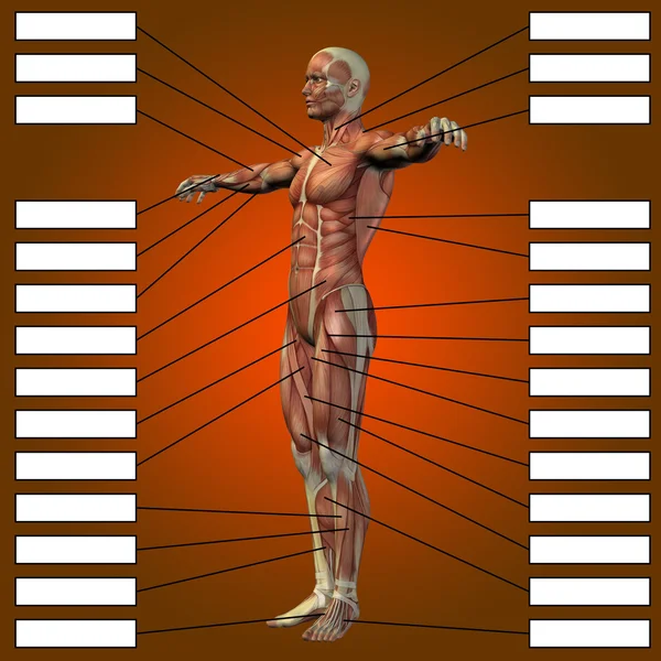 Homme avec des muscles pour l'anatomie — Photo