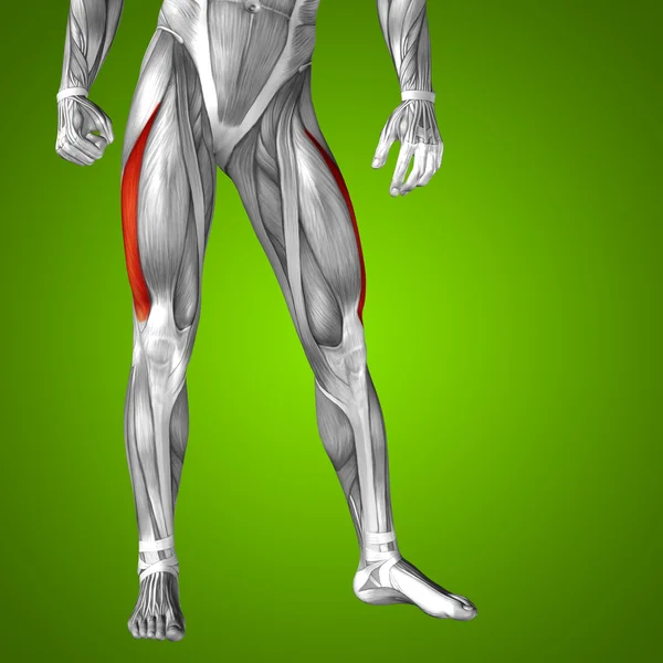 Insan üst bacaklar anatomisi — Stok fotoğraf