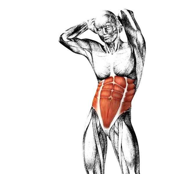 Anatomía del pecho humano — Foto de Stock