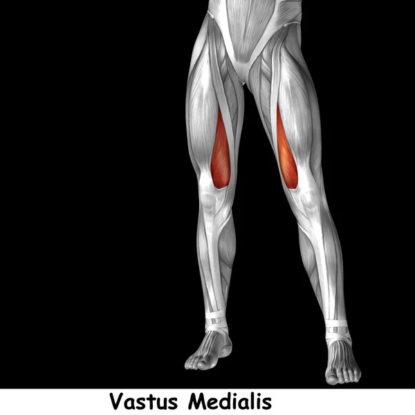 Anatomia człowieka górnej nogi — Zdjęcie stockowe