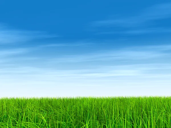 Frisches und natürliches Rasenfeld — Stockfoto