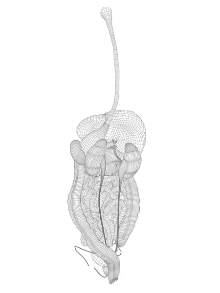 Sistema digestivo de malha wireframe — Fotografia de Stock