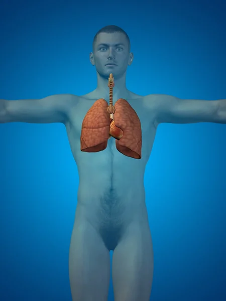 Système respiratoire humain anatomique — Photo
