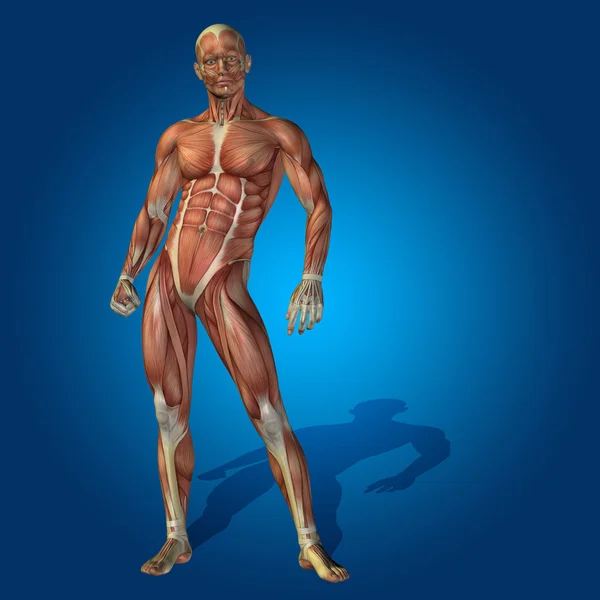 Anatomi vücut kasları ile — Stok fotoğraf