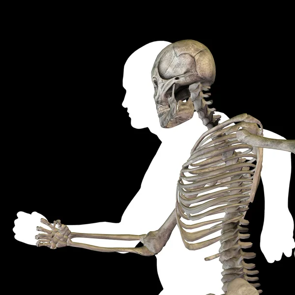 Fogalmi anatómia, csontok — Stock Fotó