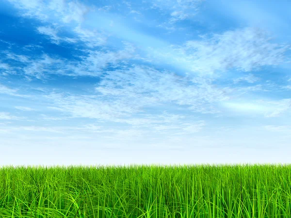 Fresh and natural grass field — Stock Photo, Image