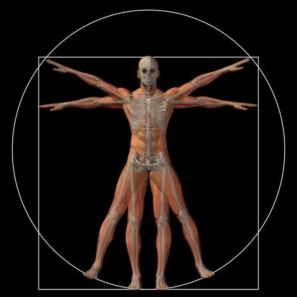 Conceptual proportion anatomy body — Stock Photo, Image