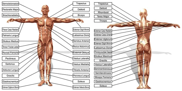 Anatomie svalů člověka s textem — Stockový vektor