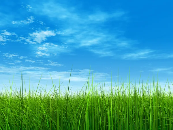 Fresh and natural grass field — Stock Photo, Image