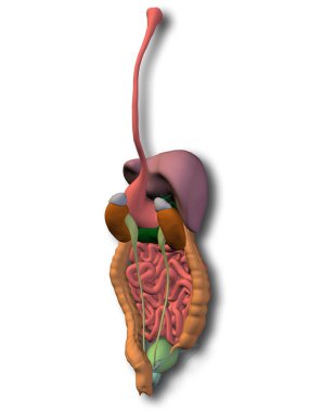  İnsan sindirim sistemi