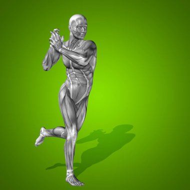 Anatomi vücut kasları ile