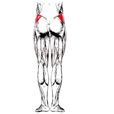 insan üst bacaklar anatomisi