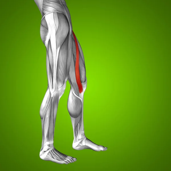 Anatomie des jambes supérieures — Photo