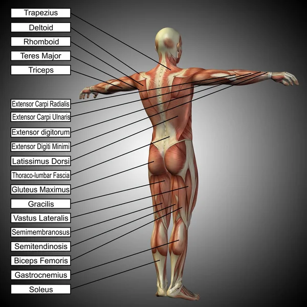Анатомия человека с мышцами и текстом — стоковое фото
