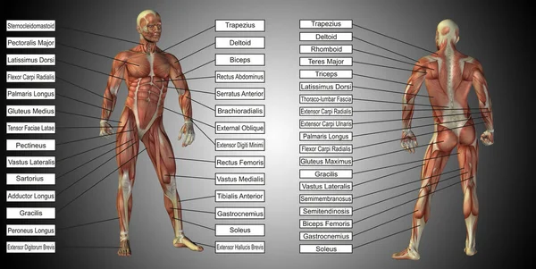 人体解剖学与肌肉和文本 — 图库照片