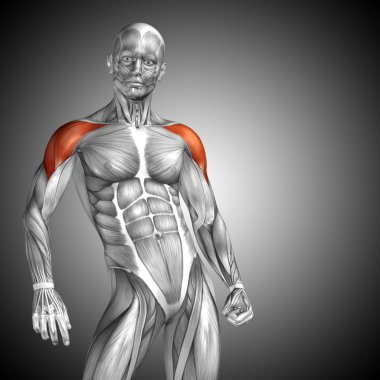 Göğüs insan anatomisi 