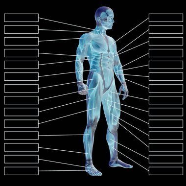 erkek ya da insan anatom