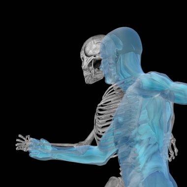  kemikler ile kavramsal anatomisi