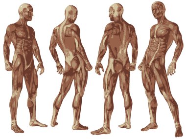 kavramsal insan anatomisi