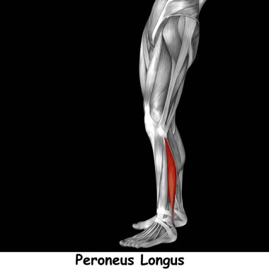 insan alt bacaklar anatomisi