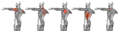  Geri insan anatomisi 