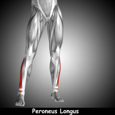 insan alt bacaklar anatomisi