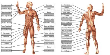 adam anatomisi ve kasları metin