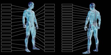 adam anatomisi ve kas metin kutuları