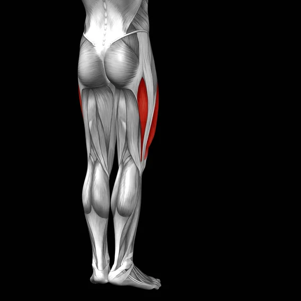 Anatomía de las piernas superiores humanas — Foto de Stock