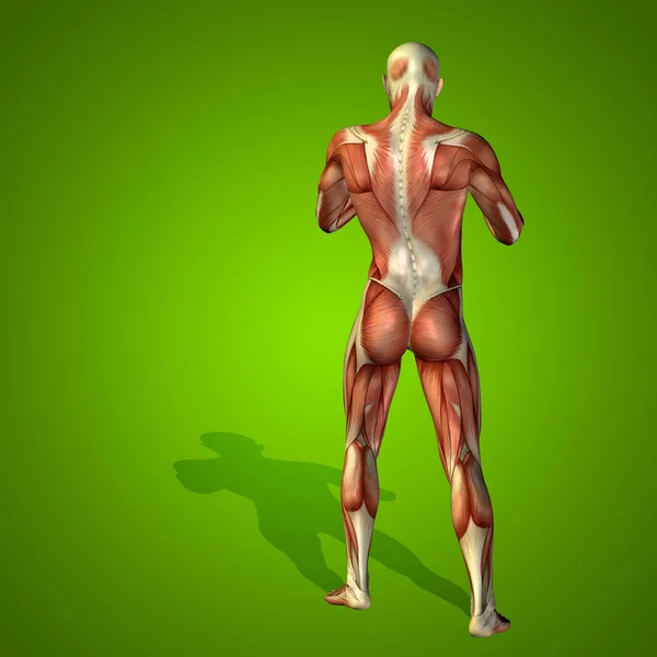 Tubuh anatomi dengan otot — Stok Foto