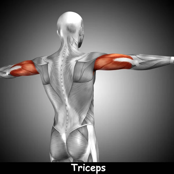 Anatomia humana do tríceps — Fotografia de Stock