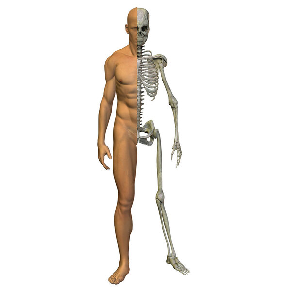 Conceptual 3D illustration human man anatomy or health design
