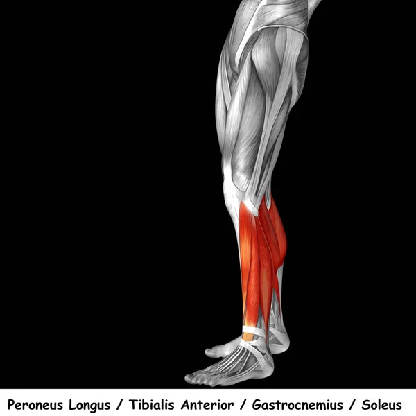 Anatomia człowieka dolnej nogi — Zdjęcie stockowe