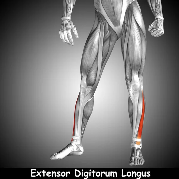 insan alt bacaklar anatomisi