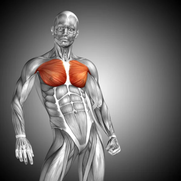 Bröstet människans anatomi — Stockfoto