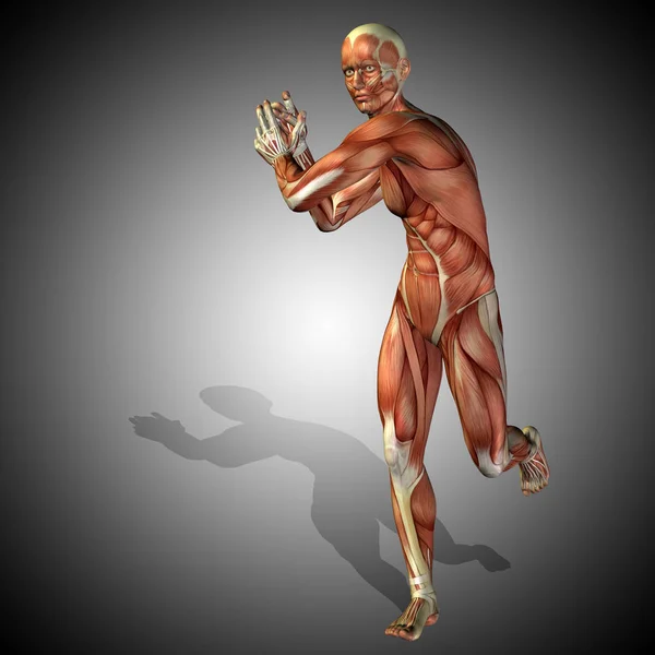Mann mit Muskeln für Anatomie-Designs. — Stockfoto
