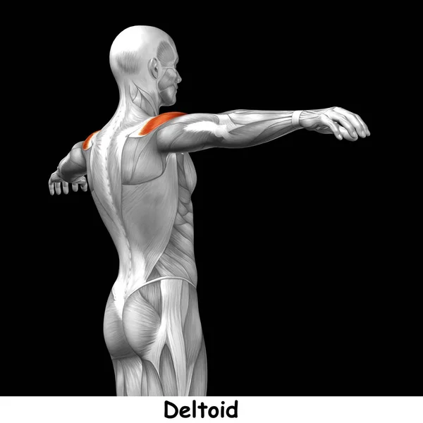 Anatomia człowieka z powrotem — Zdjęcie stockowe