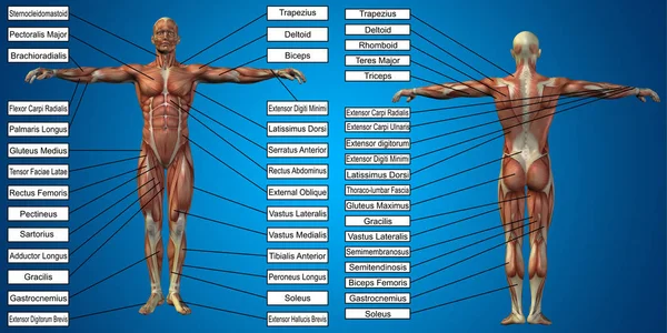 Anatomia do homem com músculos e texto — Fotografia de Stock