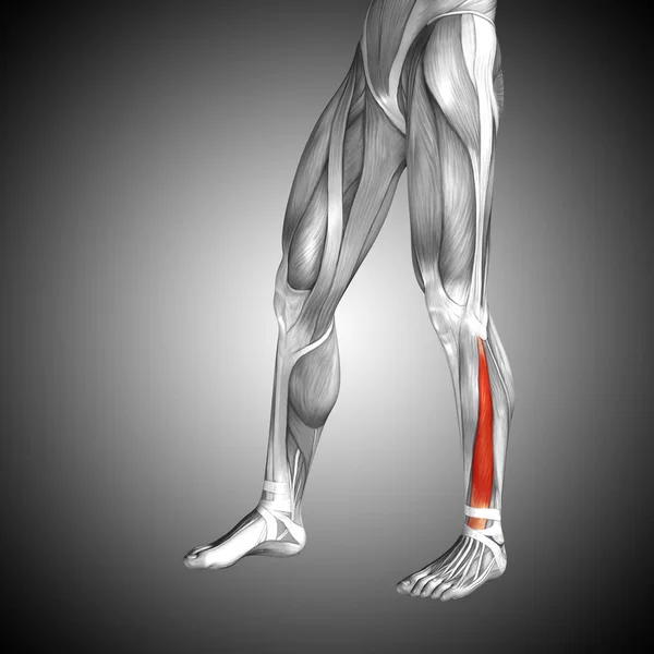 Ihmisen alaraajojen anatomia — kuvapankkivalokuva