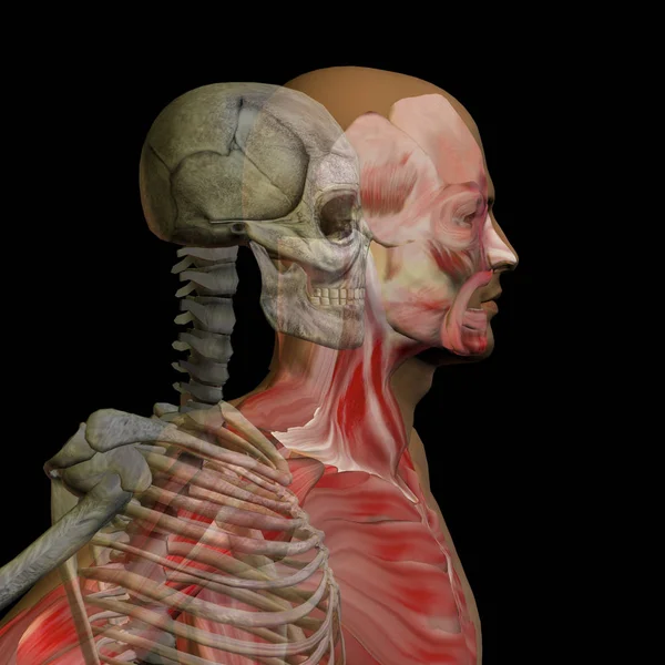  kemikler ile kavramsal anatomisi