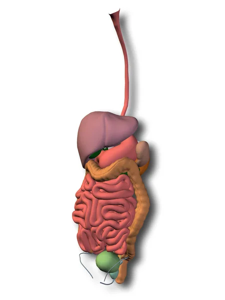 Menschliches Verdauungssystem — Stockfoto