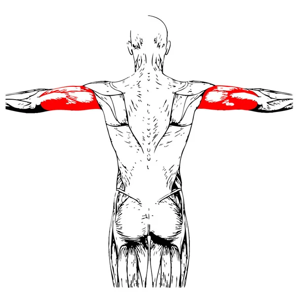 上腕三頭筋の解剖 — ストック写真