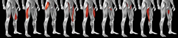 human upper legs anatomy