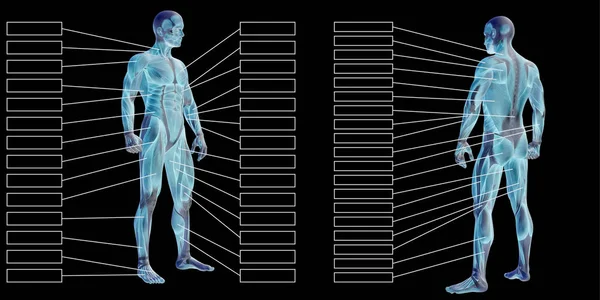 Анатомія людини і м'язові текстові скриньки — стокове фото