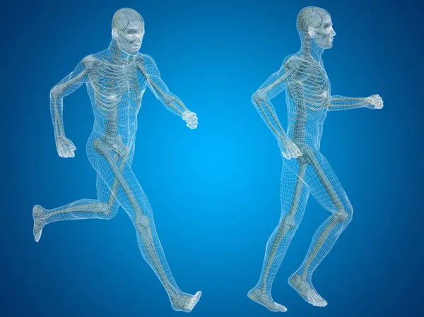 male skeleton anatomy