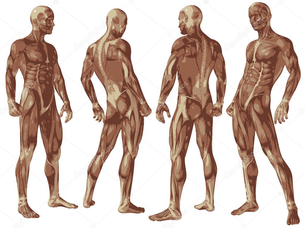 conceptual   human anatomy